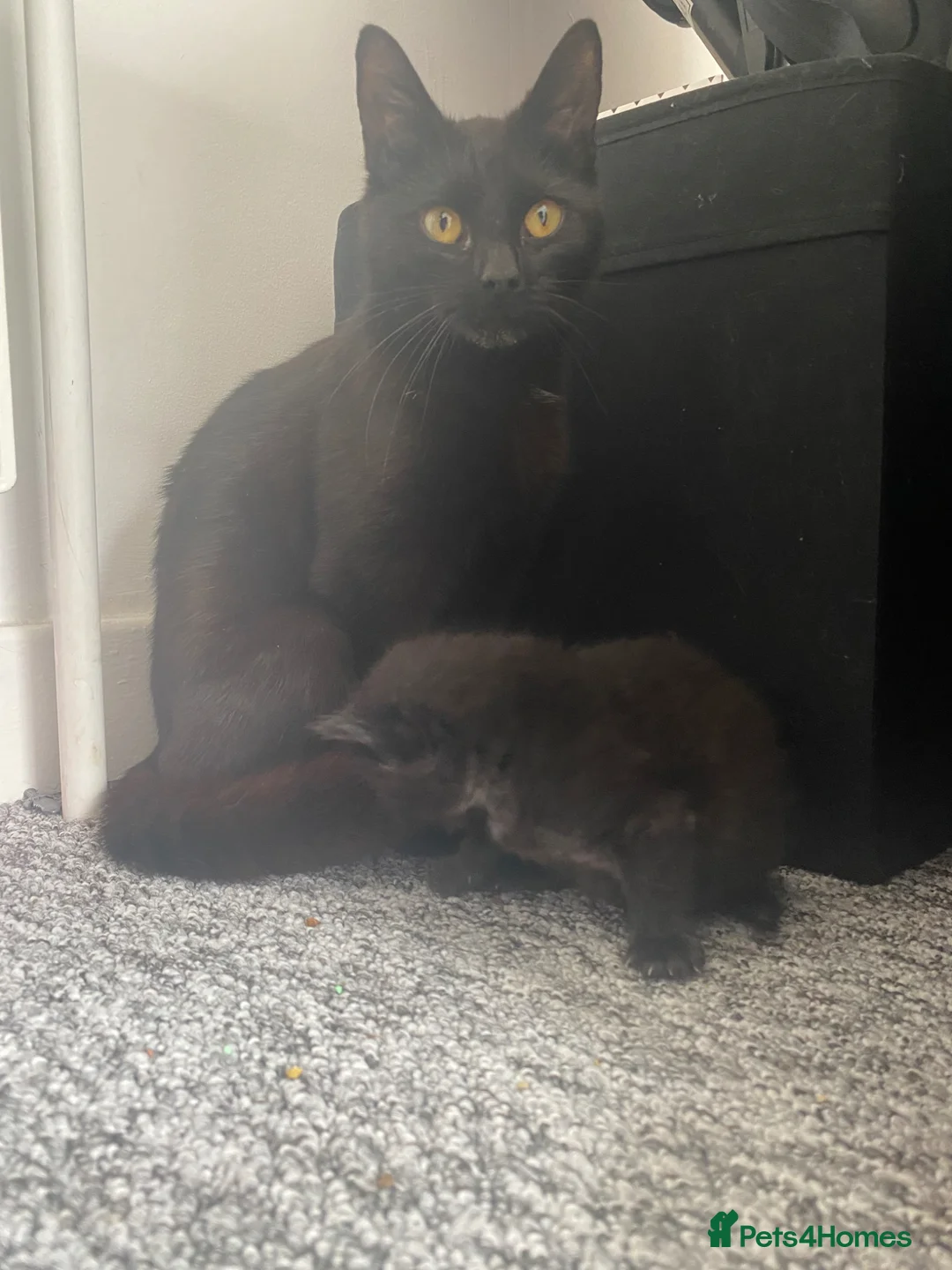 Mixed Breed cats for sale: Mum and 2 kittens  - Advert 2