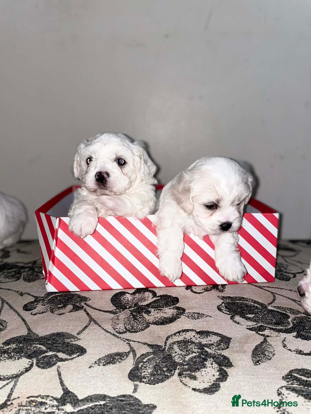 Bichon Frise dogs for sale: Adorable Bichon Puppies Looking! 🐾 - Advert 11