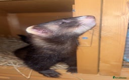 Ferret rodents for sale: Two male ferrets needing new 🏡  - Image 3