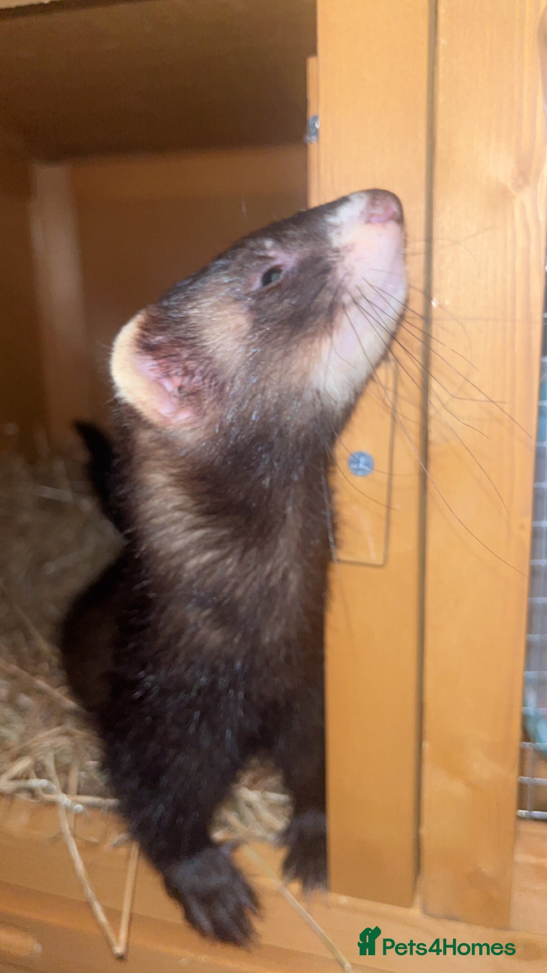 Ferret rodents for sale: Two male ferrets needing new 🏡  - Image 3