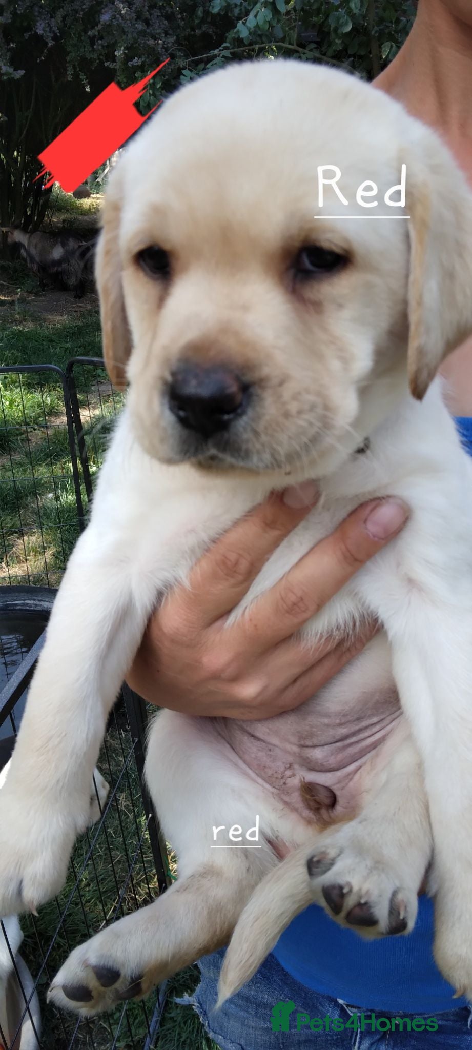 Labrador Retriever dogs 6 beautiful labrador puppies  - Advert 15