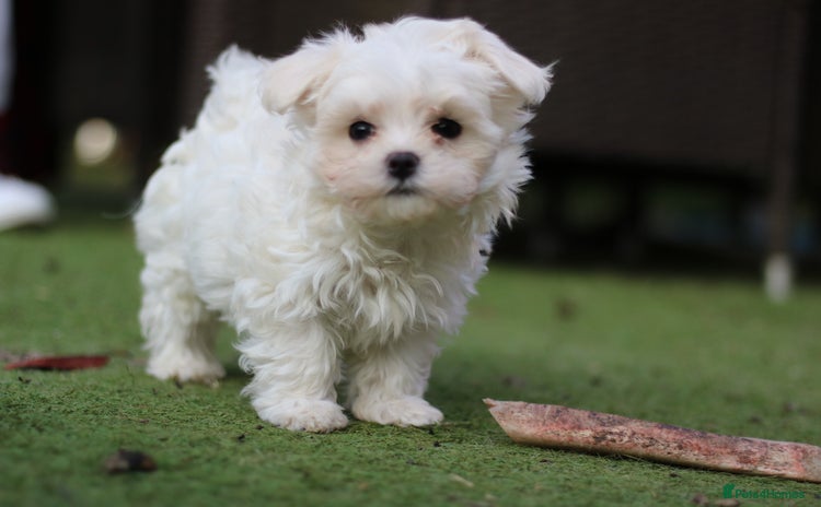 Maltese dogs - Advert 6
