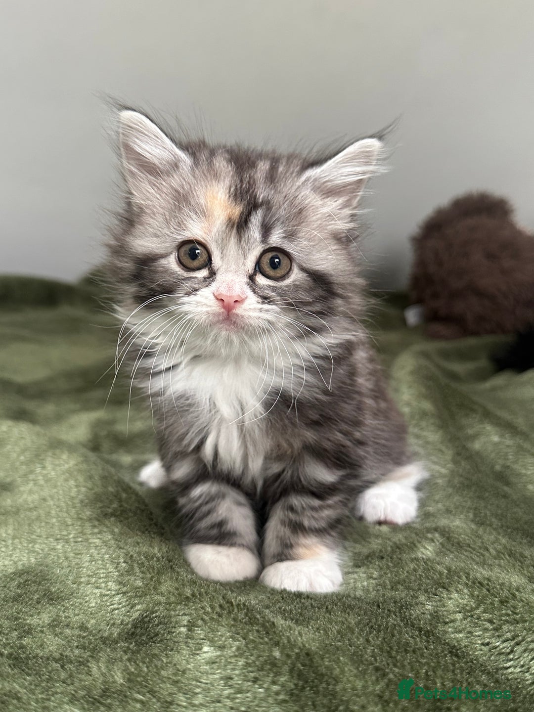Scottish Fold cats for sale: Gorgeous fluffy Scottish Fold x DSH kittens - Image 24