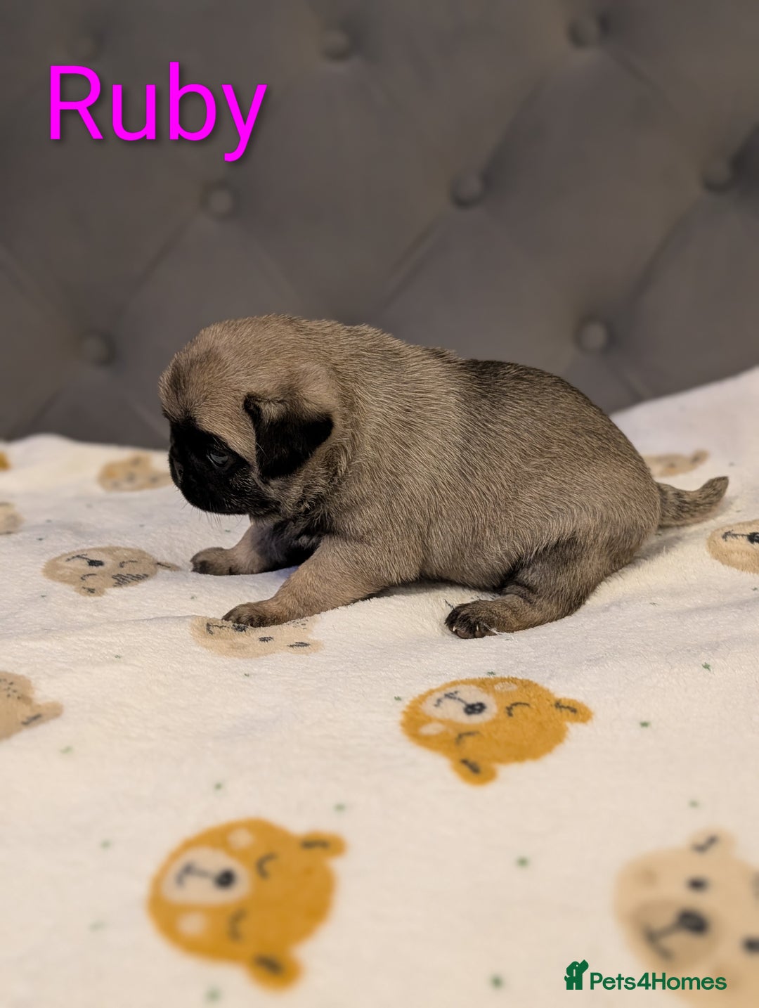 Pug dogs for sale: Pug Puppies - Image 8