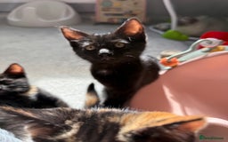 RagaMuffin cats for sale: Ragamuffin kittens  - Image 32