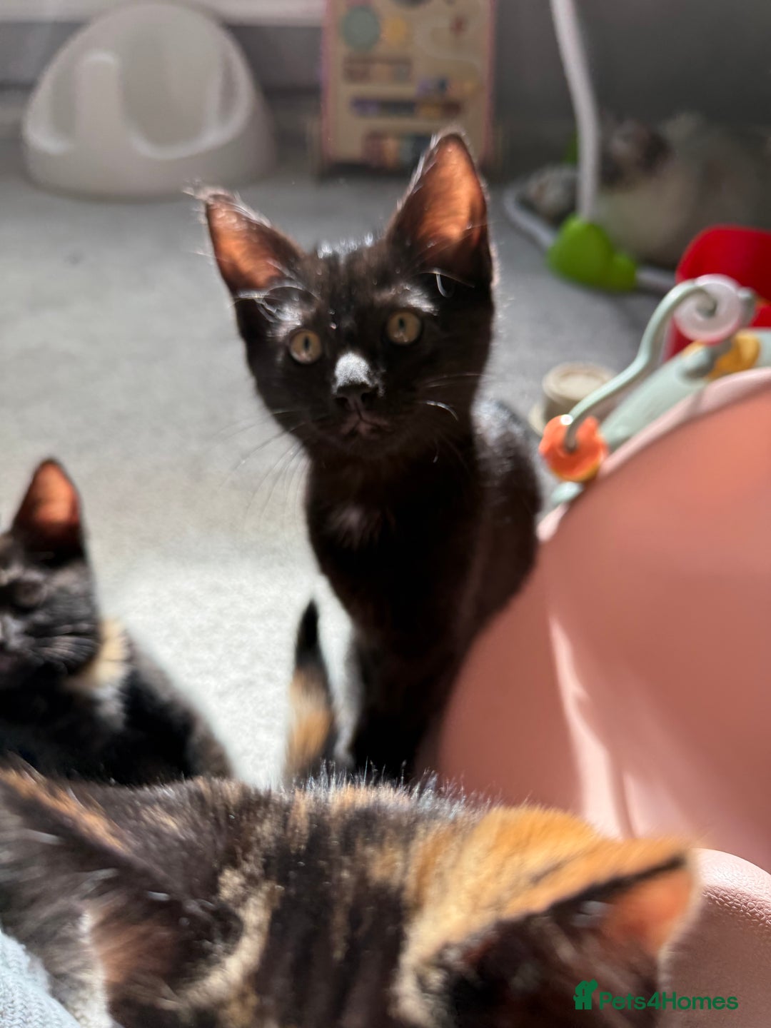 RagaMuffin cats for sale: Ragamuffin kittens  - Image 32