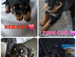 Rottweiler dogs Chunky Rottweiler puppies for sale - Advert 2