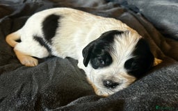 Cocker Spaniel dogs for sale: Working cocker spaniel puppies - Image 10
