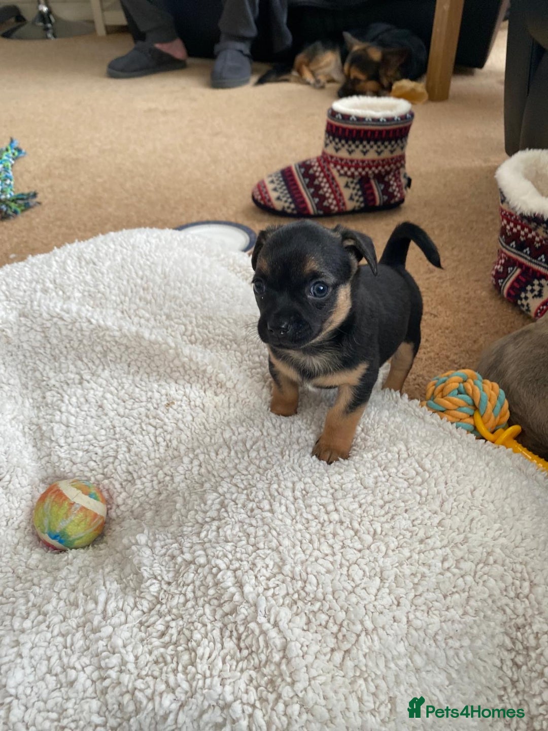 Chihuahua dogs for sale: Beautiful chihuahua pups - Advert 13