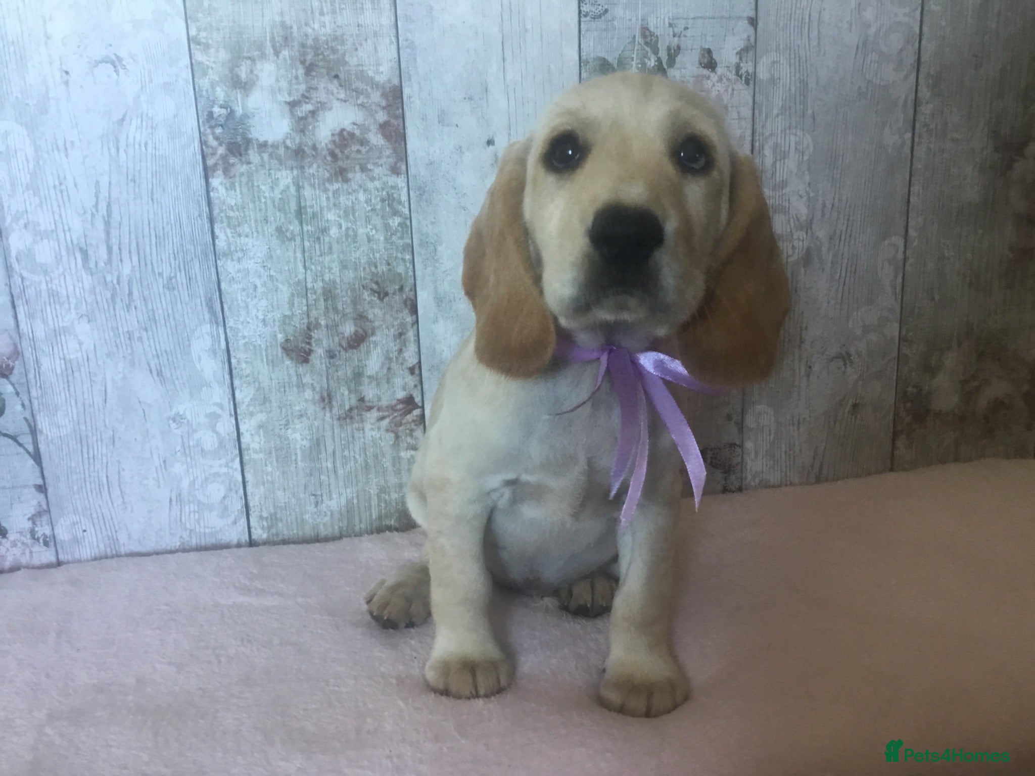 Cockerdor dogs Cockador pups. Confident, Social & full of life  - Advert 2