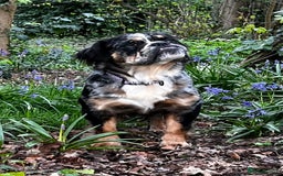 Olde English Bulldogge dogs for sale: MAMMUT OLDE ENGLISH BULLDOGS - Image 7