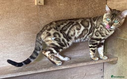 Bengal cats for sale: Stunning TICA Bengals - Image 22