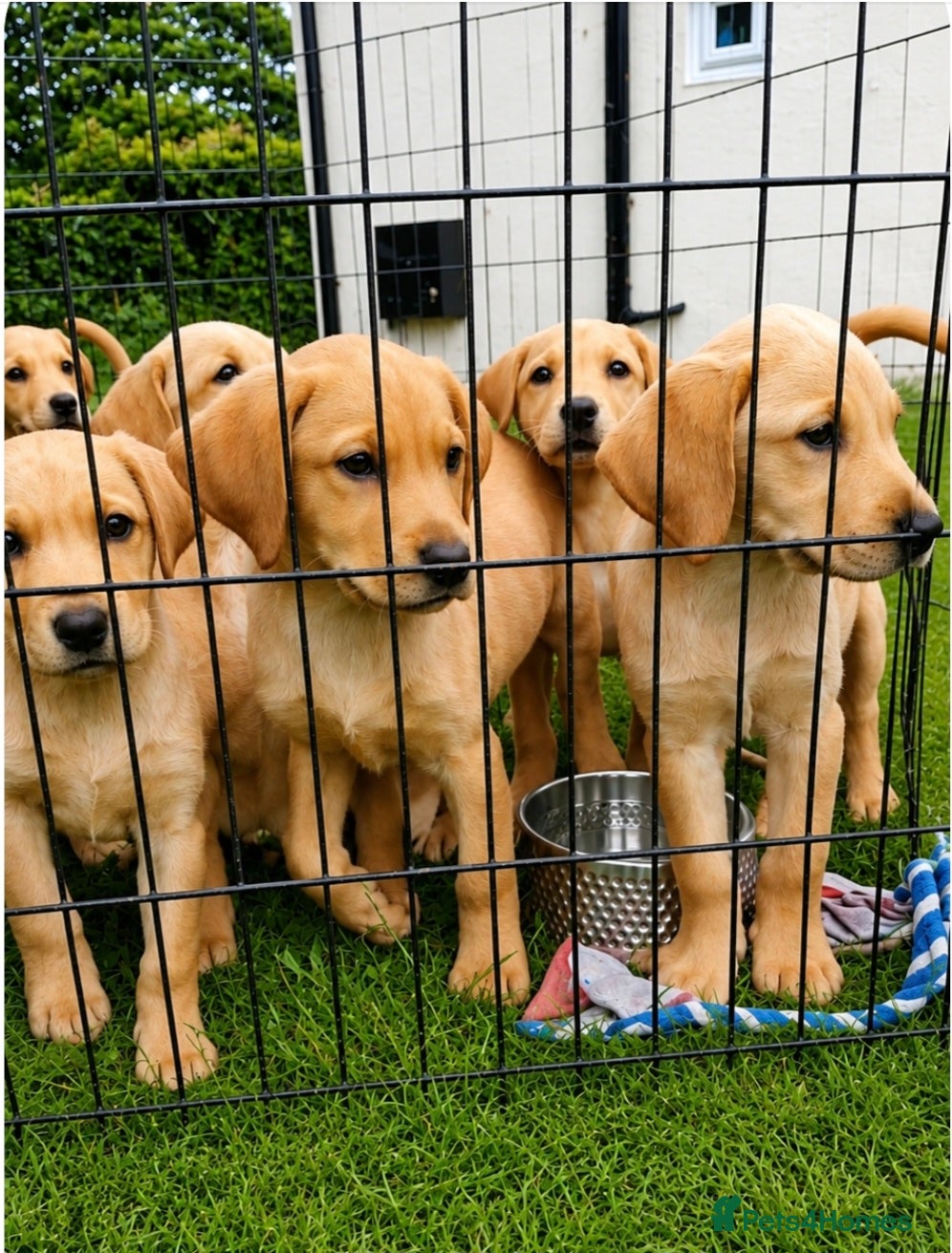 Labrador Retriever dogs *READY TO LEAVE* Beautiful labrador puppies  - Advert 1