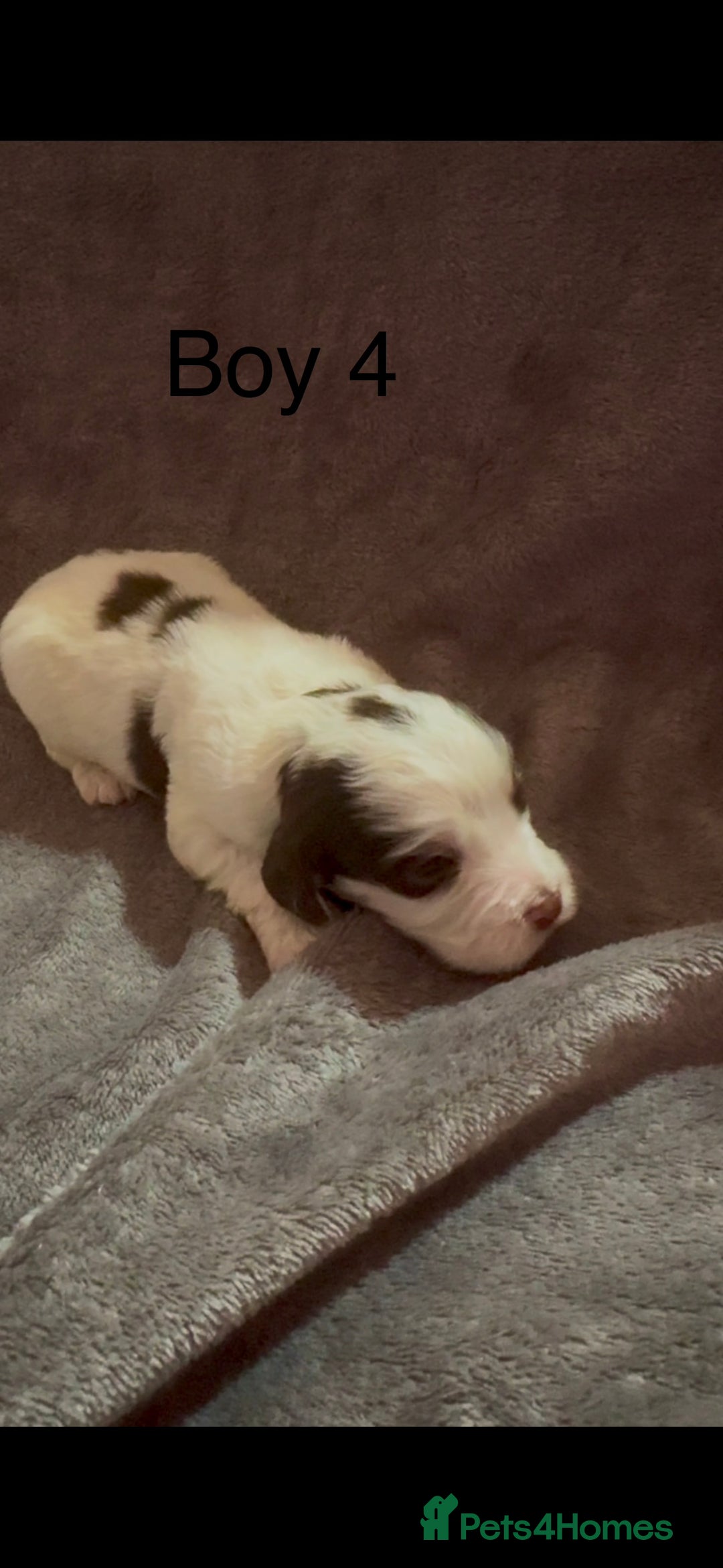 Cockapoo dogs for sale: Cockerpoos F1B - Advert 6