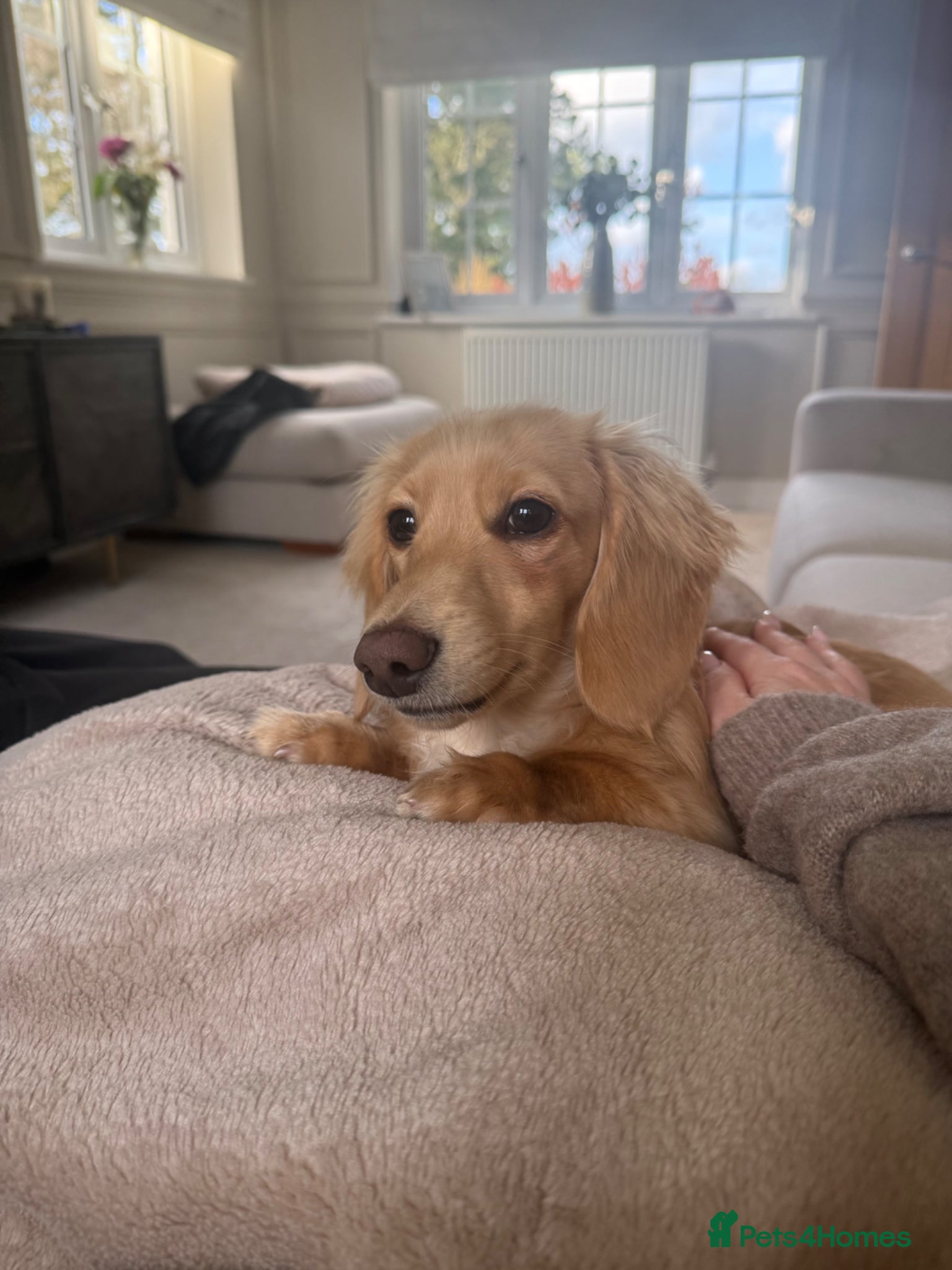Miniature Dachshund dogs 9 Month old Long Hair Mini Dachshund Kc  - Advert 2