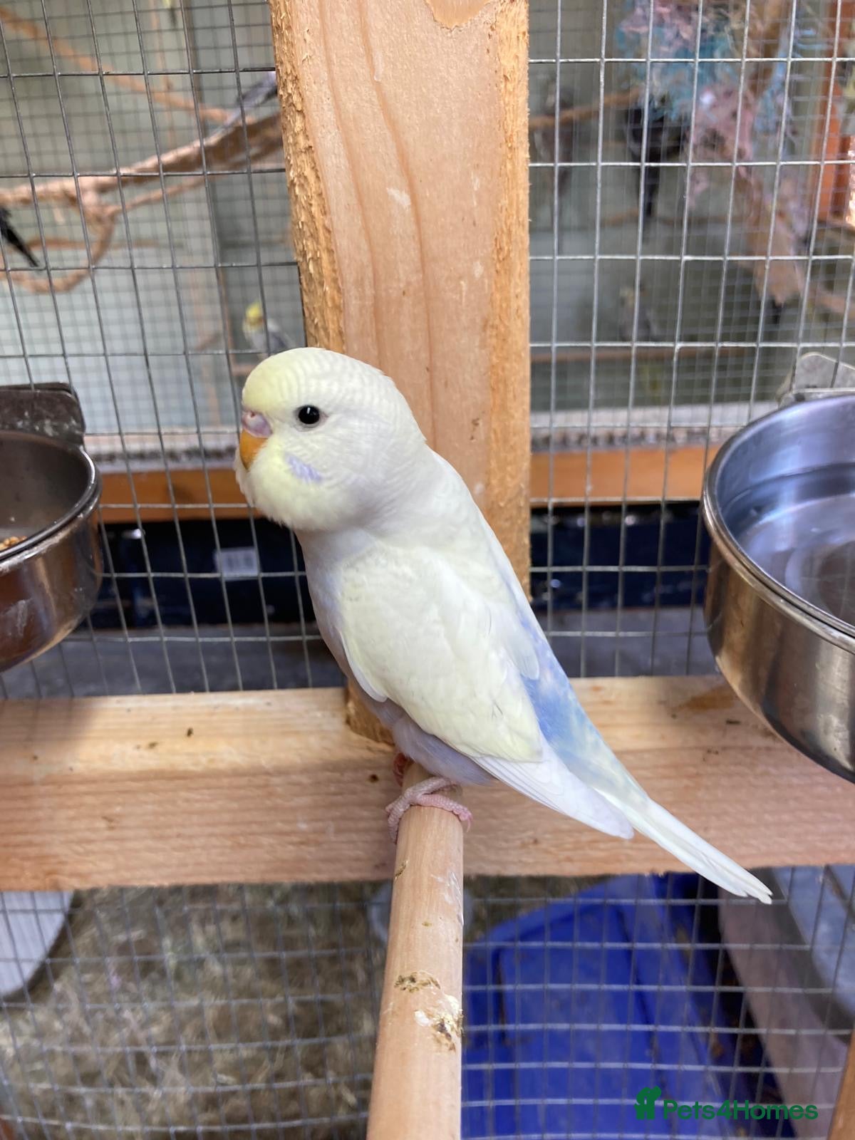 Budgerigars birds Baby budgies all bred in our aviary  - Advert 1