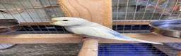 Budgerigars birds for sale: Baby budgies all bred in our aviary  - Advert 8