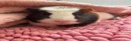 Guinea Pig rodents for sale: Bonded female guinea pigs  - Advert 3