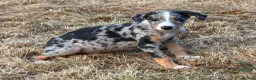 Lurcher dogs for sale: Stunning Lurchers  - Advert 3