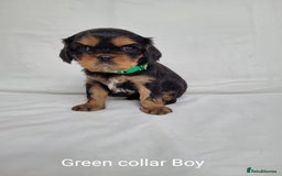Cavalier King Charles Spaniel dogs for sale: Stunning Cavalier Puppies–Champ Blood,HealthTested - Image 13