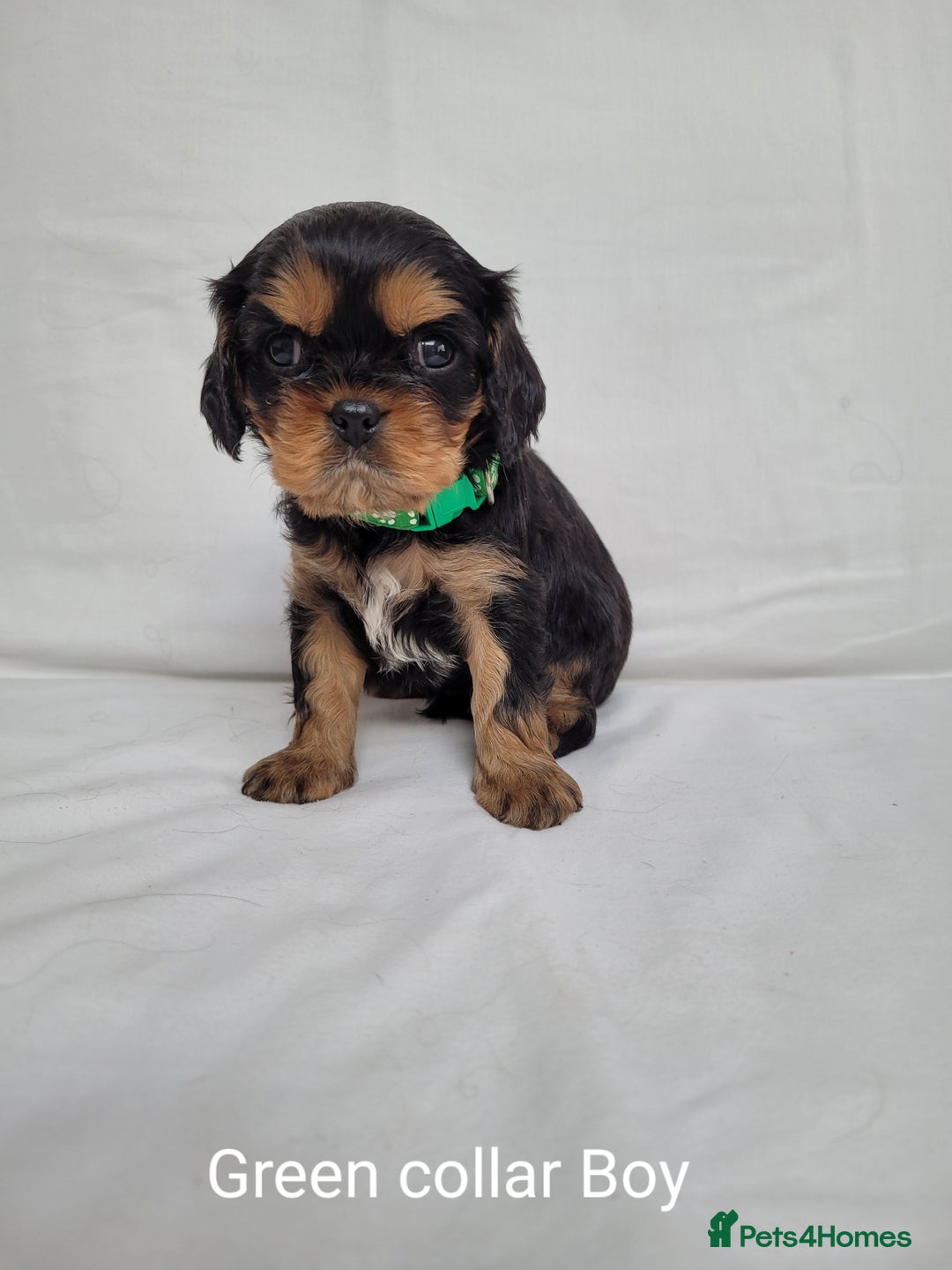 Cavalier King Charles Spaniel dogs for sale: Stunning Cavalier Puppies–Champ Blood,HealthTested - Image 13