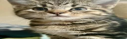 Mixed Breed cats for sale: Stunning British Shorthair Mix Kittens 🐾✨ - Advert 20
