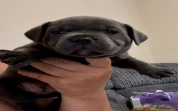 Staffordshire Bull Terrier dogs for sale: READY NOW 1 gorgeous blue staffy puppy left  - Image 27