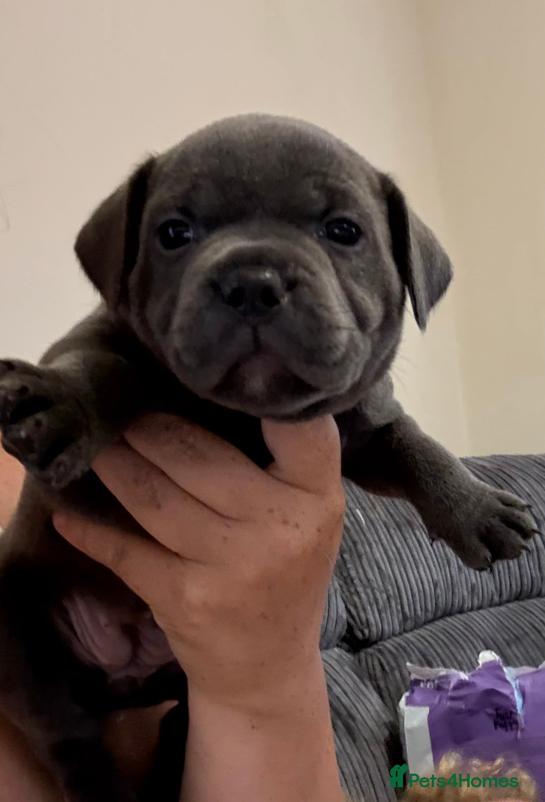 Staffordshire Bull Terrier dogs for sale: READY NOW 1 gorgeous blue staffy puppy left  - Image 27