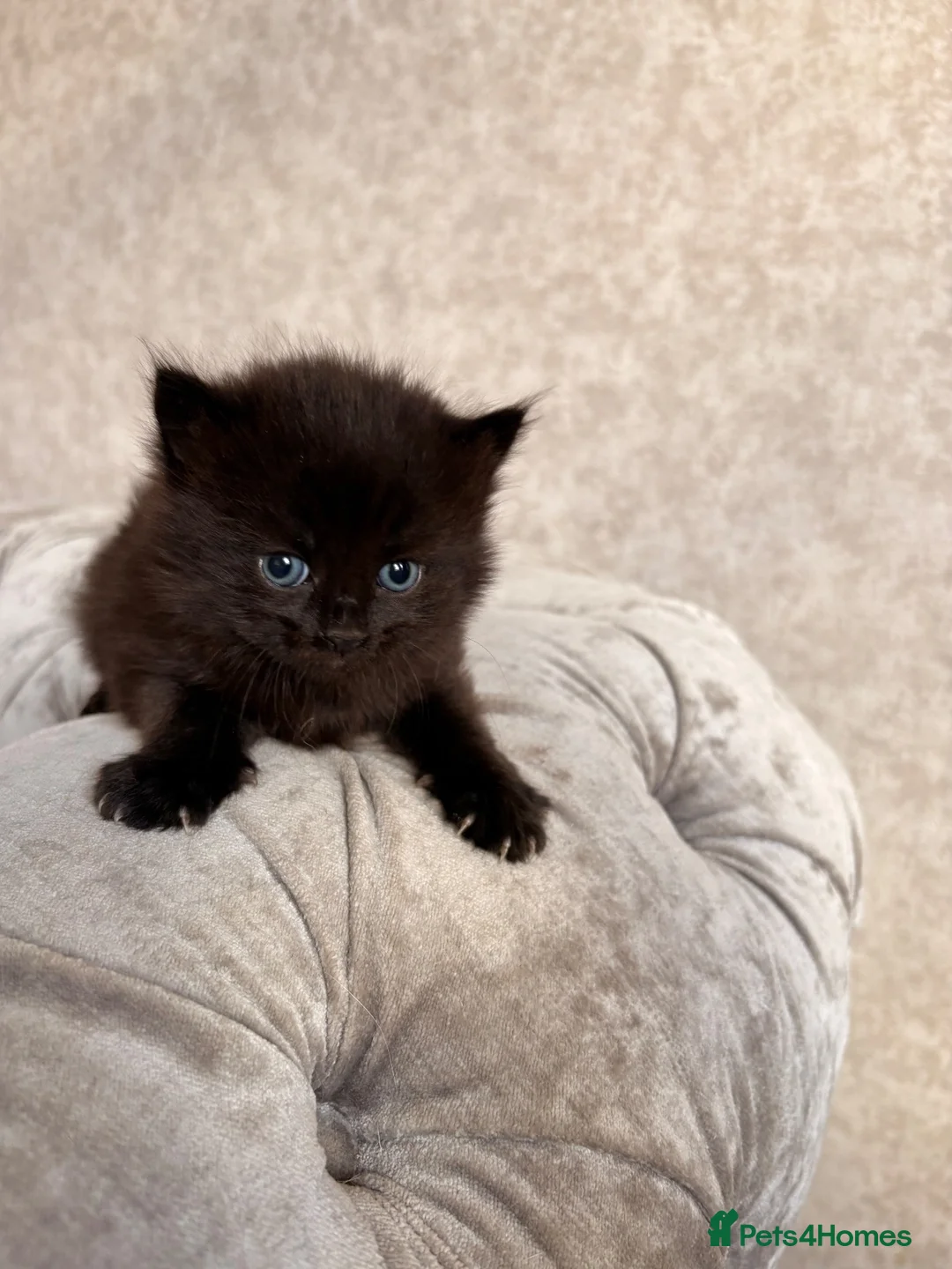 Mixed Breed cats for sale: 3 Gorgeous Kittens (2 Long Haired) - Advert 14