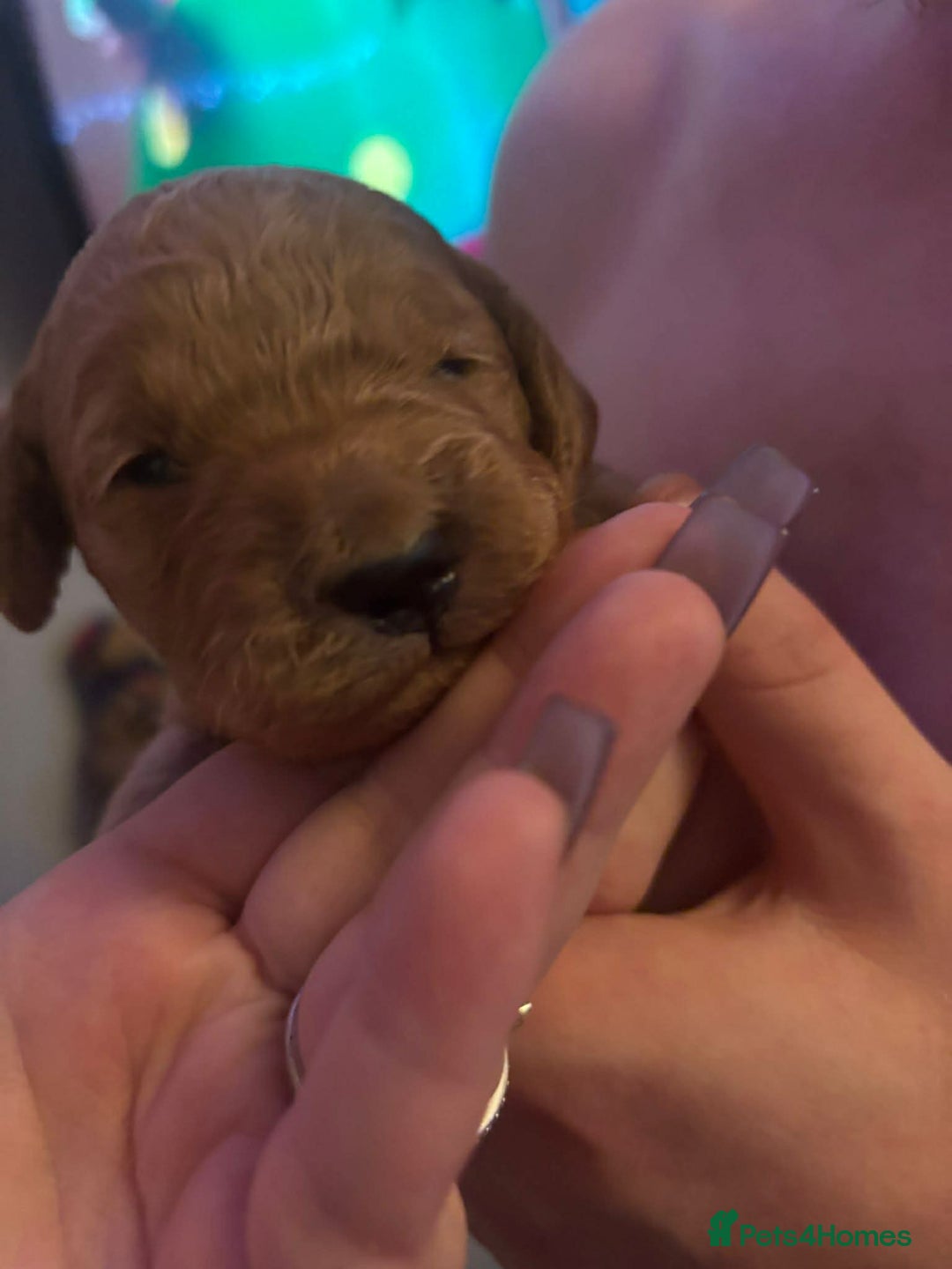 Cockapoo dogs for sale: ***BEAUTIFUL F1B COCKAPOOS*** - Advert 4