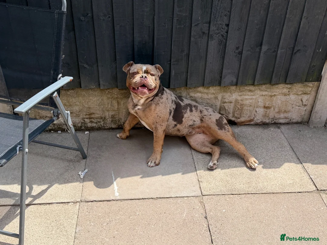 Olde English Bulldogge dogs for sale: Old English bulldogee  - Advert 1
