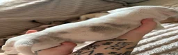 Frug dogs for sale: 🐶 Pug/French bulldog puppies 🐶 Rare markings - Advert 27