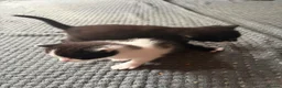 Mixed Breed cats for sale: Beautiful mixed breed kittens  - Advert 7