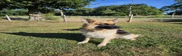 German Shepherd dogs for sale: German Shepherd Puppies - Advert 1