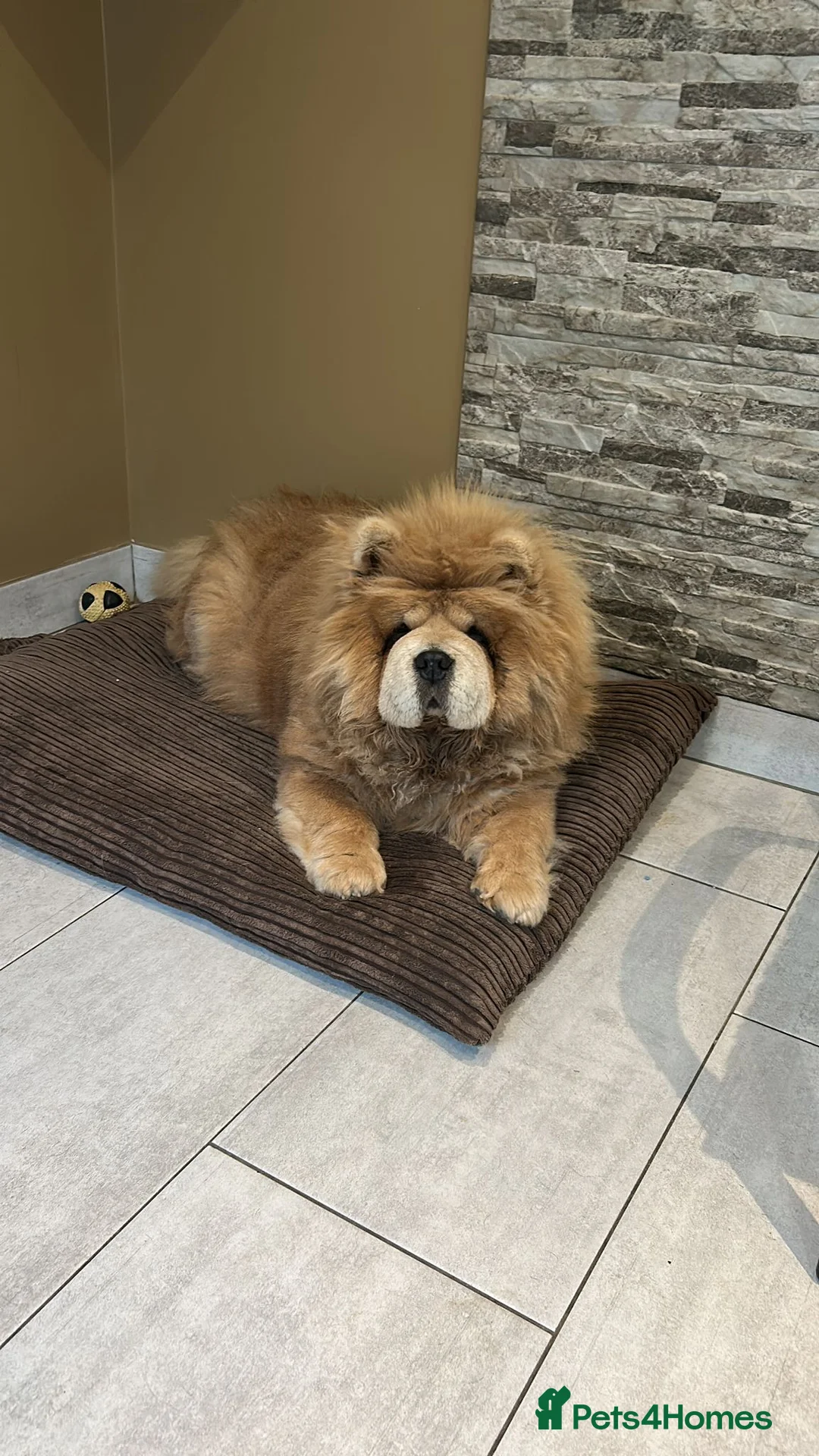 Chow Chow dogs for sale:  READY NOW amazing cream chow chow boy - Advert 7