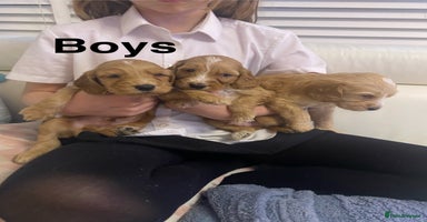 Labradoodle dogs - Advert 11
