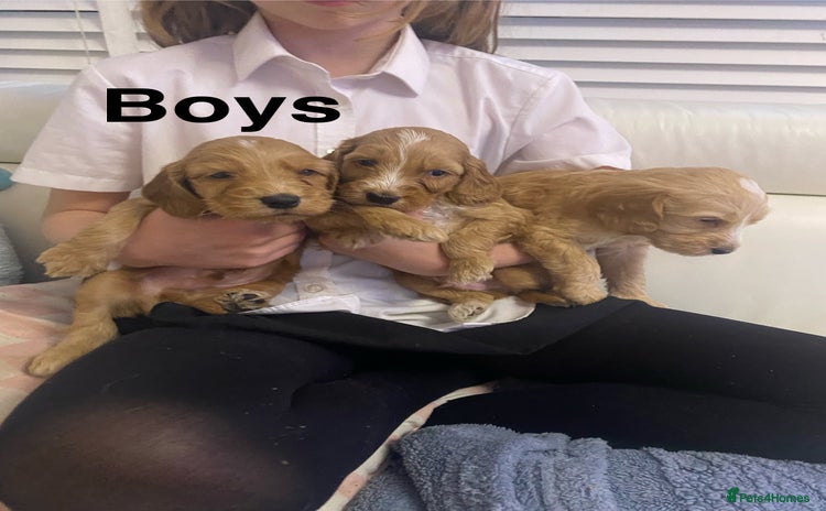 Labradoodle dogs - Advert 12