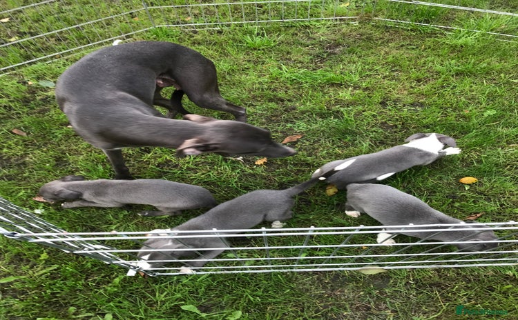 Whippet dogs Blue boys  - Advert 4