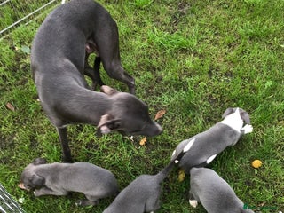 Whippet dogs Blue boys - Advert 2