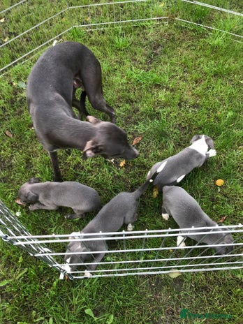 Whippet dogs Blue boys - Advert 3