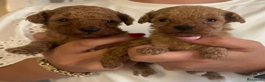Toy Poodle 2