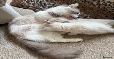 Ragdoll cats - Advert 3