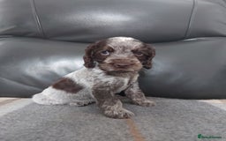 Cocker Spaniel dogs for sale: 8 beautiful kc reg show cocker puppy for sale - Image 7