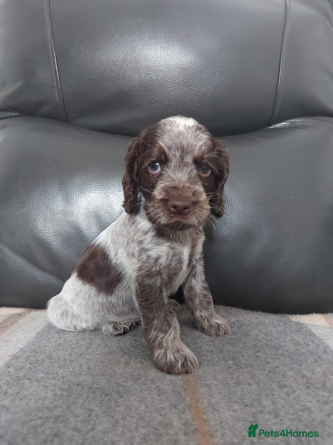 Cocker Spaniel dogs for sale: 8 beautiful kc reg show cocker puppy for sale - Image 7