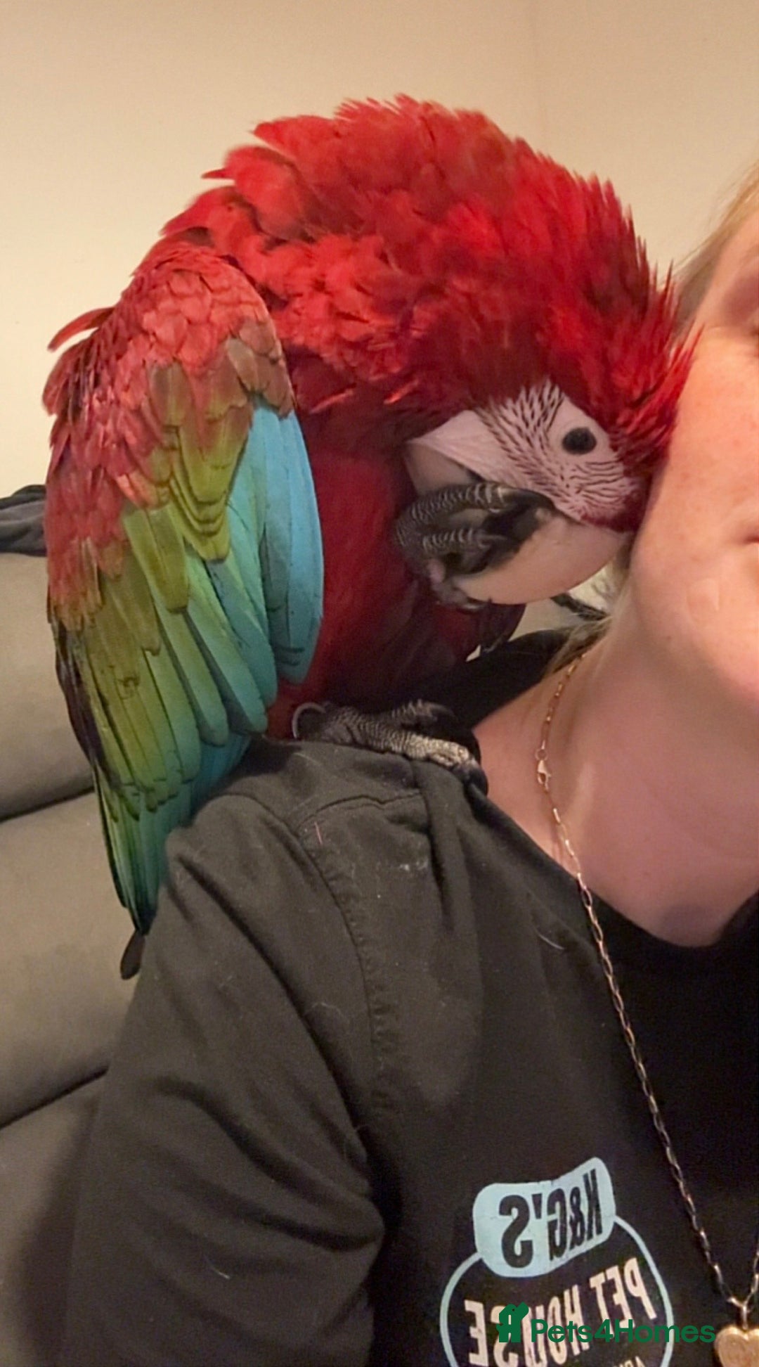 Macaws birds for sale: Baby Green-wing macaws - Image 6