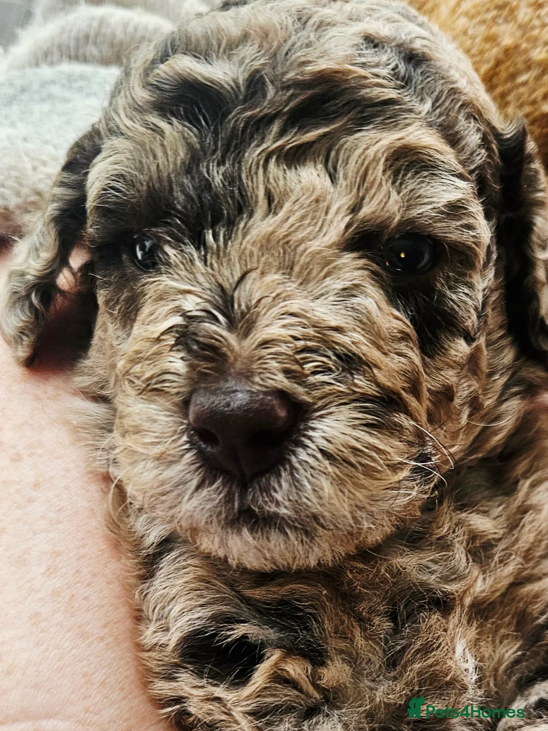 Cockapoo dogs for sale: Chocolate Merle Boy - Advert 13