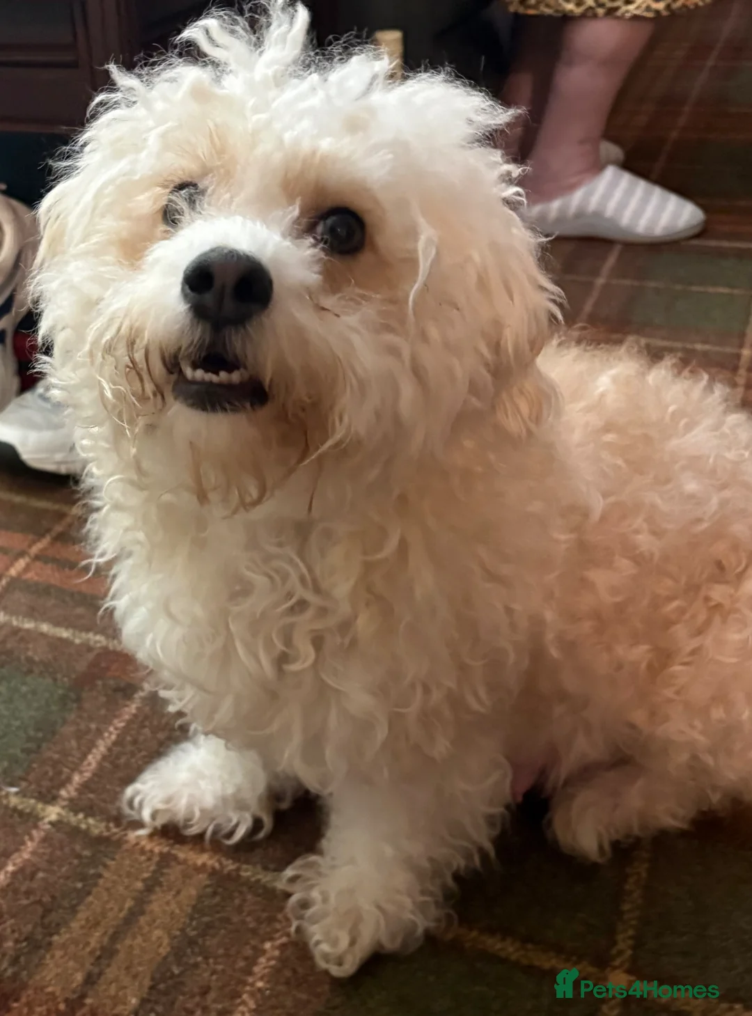 Mixed Breed dogs for sale: Chihuahua cross Bichom friche - Advert 1