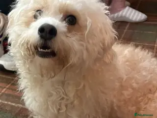 Mixed Breed dogs Chihuahua cross Bichom friche - Advert 1