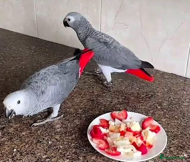 Parrots birds Raised with Love and Ready to Bond - Advert 15