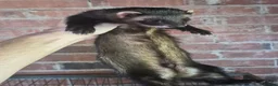 Ferret rodents for sale: Ferrets European polecat hob and polecat jill  - Advert 5